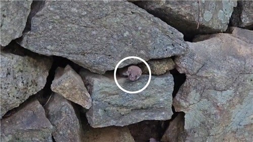 지리산에서 8년 만에 발견됐다는 무산쇠족제비 | 인스티즈