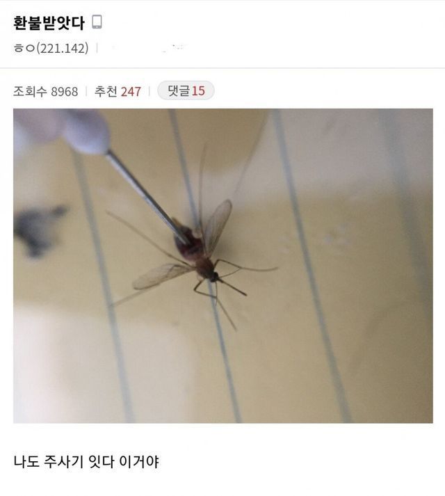 모기에게 환불받음 | 인스티즈