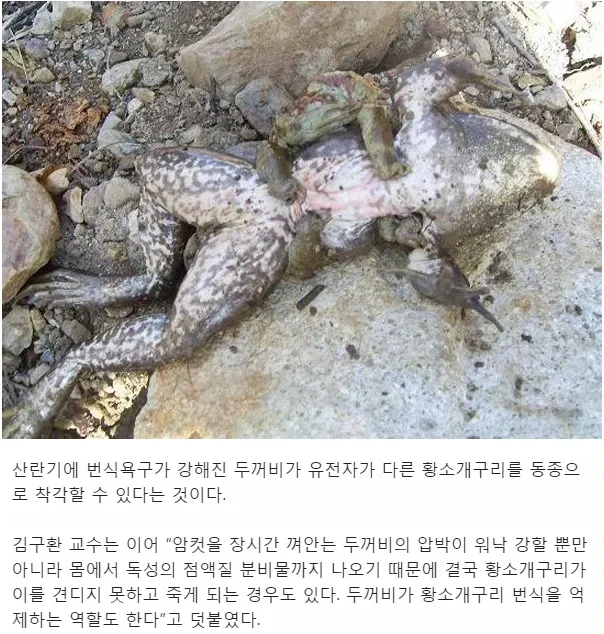 황소개구리가 두꺼비에게 죽는 이유 | 인스티즈