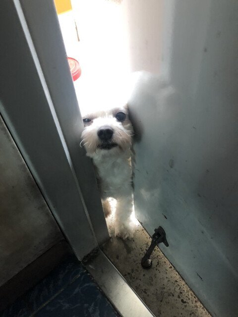 전 냄새 맡고 왔다는 옆집 댕댕이 | 인스티즈