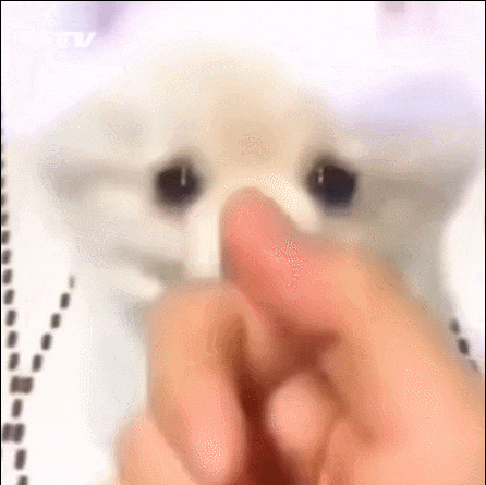 멍뭉이와 냥이 | 인스티즈