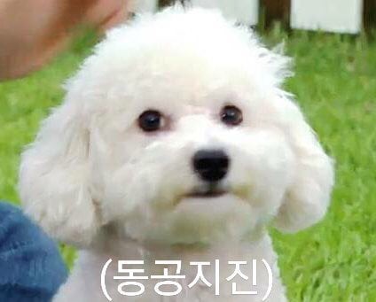 무기력한 짤견으로 유명한 엑소 세훈 강아지 | 인스티즈