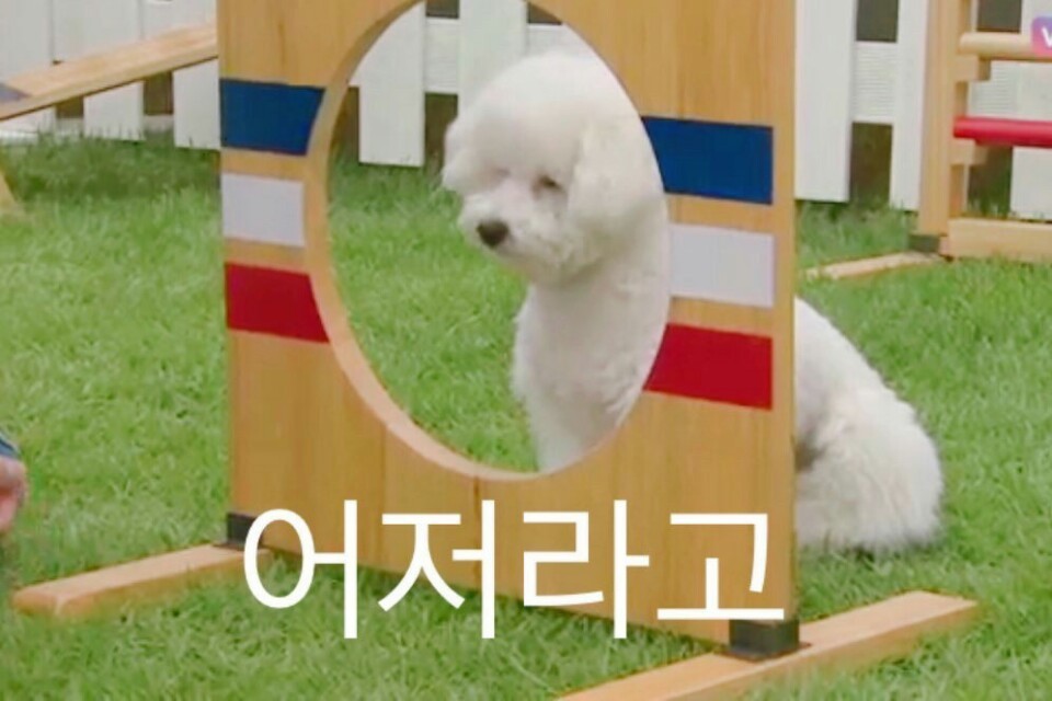 무기력한 짤견으로 유명한 엑소 세훈 강아지 | 인스티즈