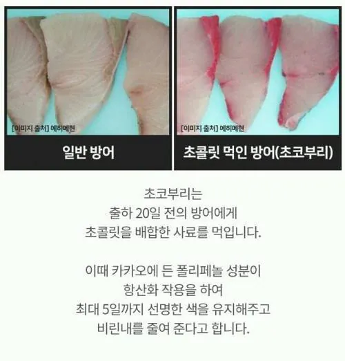 어떤 생선이 출하전에 먹는 음식.jpg | 인스티즈