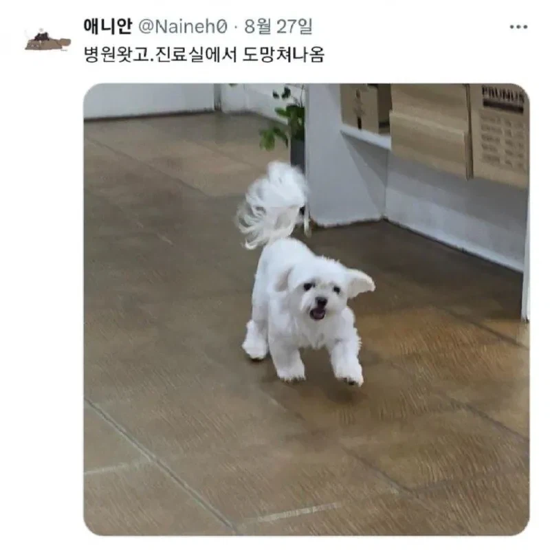 진료실에서 도망나온 댕댕이.jpg | 인스티즈