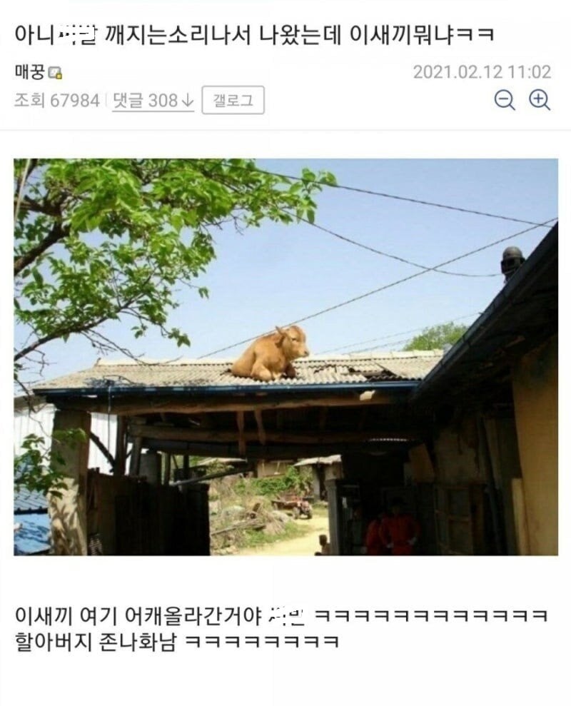 할아버지 뒷목 잡게 만든 동물 | 인스티즈