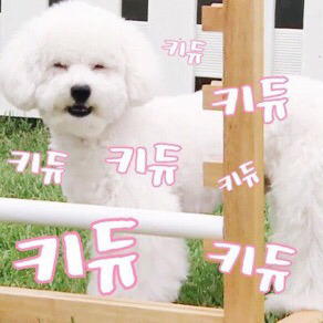 무기력한 짤견으로 유명한 엑소 세훈 강아지 | 인스티즈