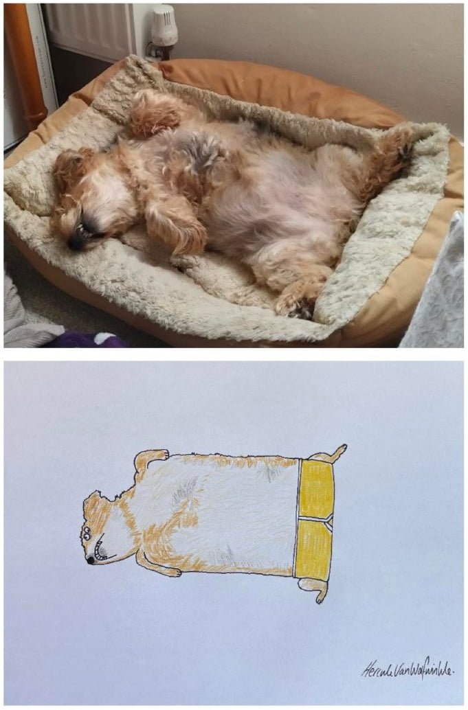 사진 그대로 그린 누워서 자고 있는 강아지 그림 | 인스티즈