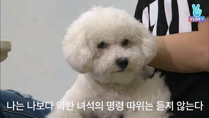 무기력한 짤견으로 유명한 엑소 세훈 강아지 | 인스티즈