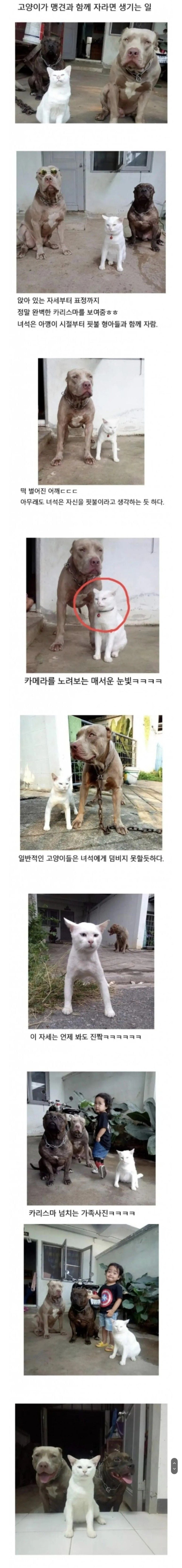 고양이가 맹견과 함께 자라면 생기는 일 | 인스티즈