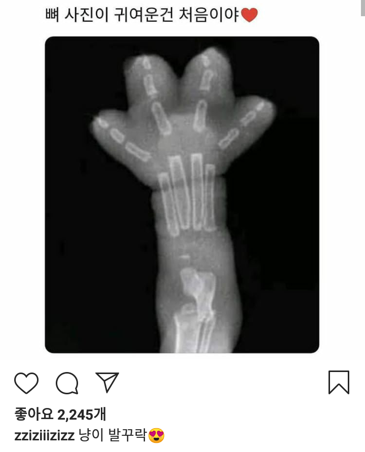 냥이손 | 인스티즈