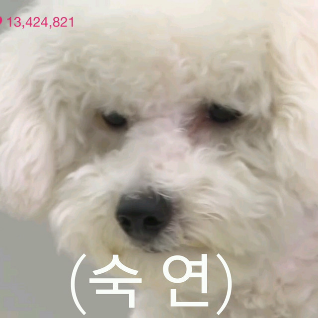 무기력한 짤견으로 유명한 엑소 세훈 강아지 | 인스티즈