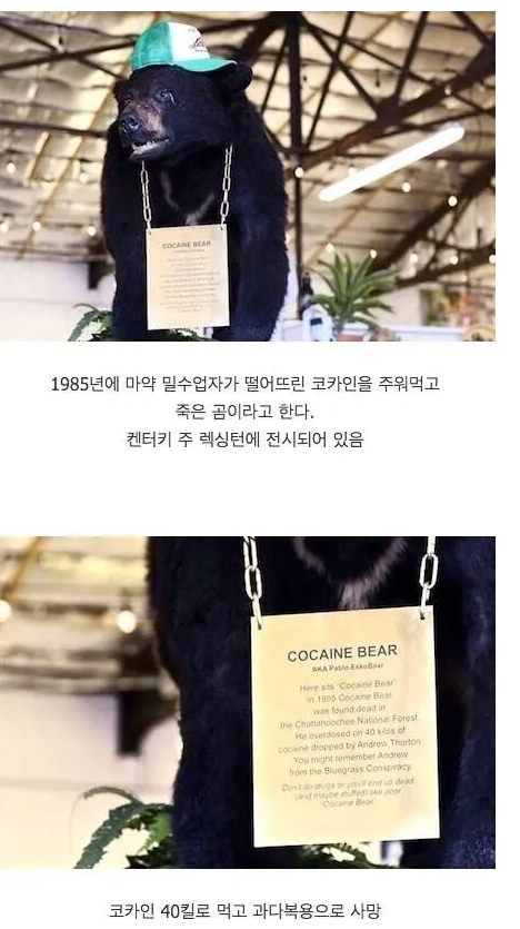 코카인 40kg를 주워먹은 곰의 최후 | 인스티즈