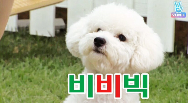 무기력한 짤견으로 유명한 엑소 세훈 강아지 | 인스티즈