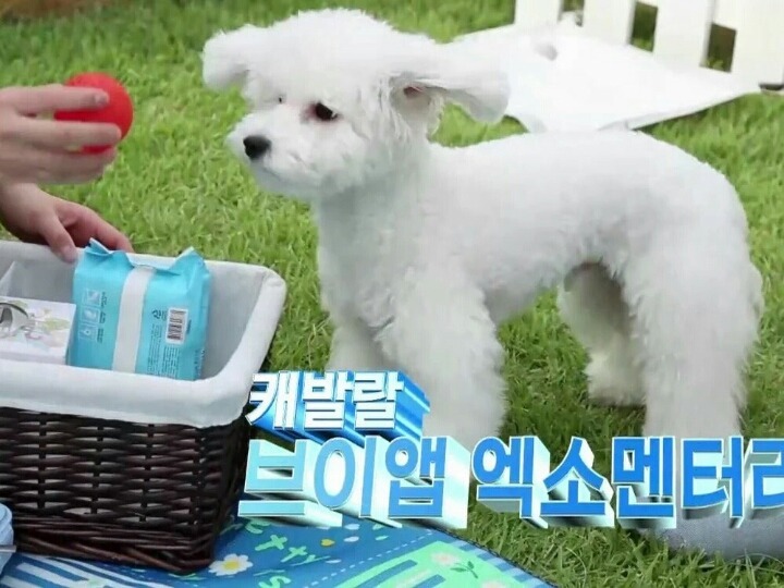 무기력한 짤견으로 유명한 엑소 세훈 강아지 | 인스티즈