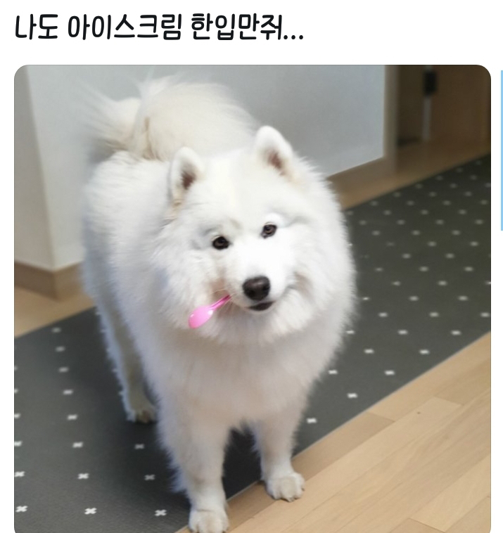 웹툰 극한견주 주인공 사모예드 댕댕이 솜이 사진들.jpg | 인스티즈