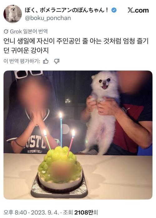 주인공인 줄 아는 것처럼 엄청 즐기던 귀여운 강아지 | 인스티즈