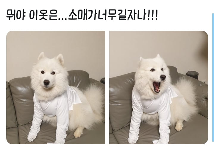 웹툰 극한견주 주인공 사모예드 댕댕이 솜이 사진들.jpg | 인스티즈