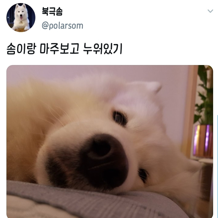 웹툰 극한견주 주인공 사모예드 댕댕이 솜이 사진들.jpg | 인스티즈