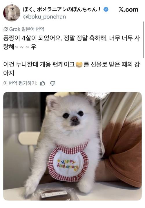 주인공인 줄 아는 것처럼 엄청 즐기던 귀여운 강아지 | 인스티즈