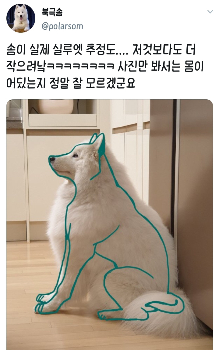 웹툰 극한견주 주인공 사모예드 댕댕이 솜이 사진들.jpg | 인스티즈
