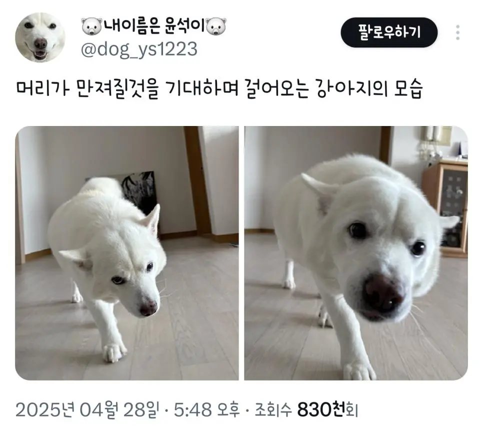 머리가 만져질것을 기대하며 걸어오는 강아지의 모습 | 인스티즈