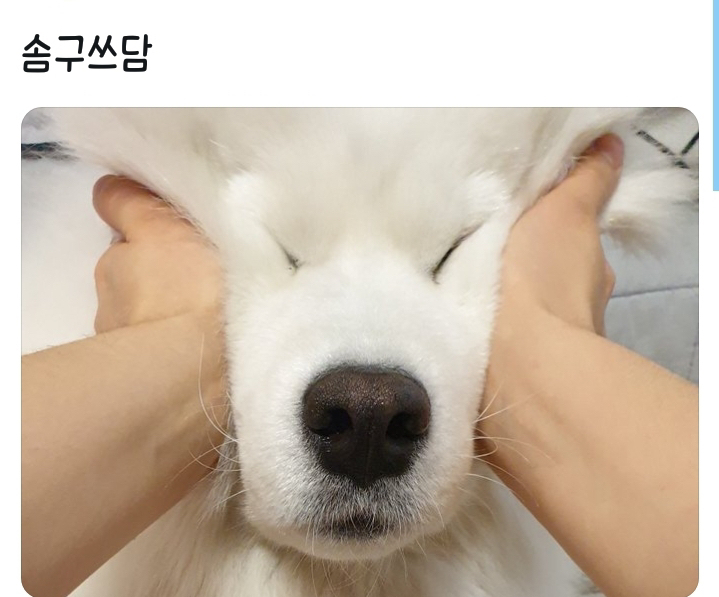 웹툰 극한견주 주인공 사모예드 댕댕이 솜이 사진들.jpg | 인스티즈