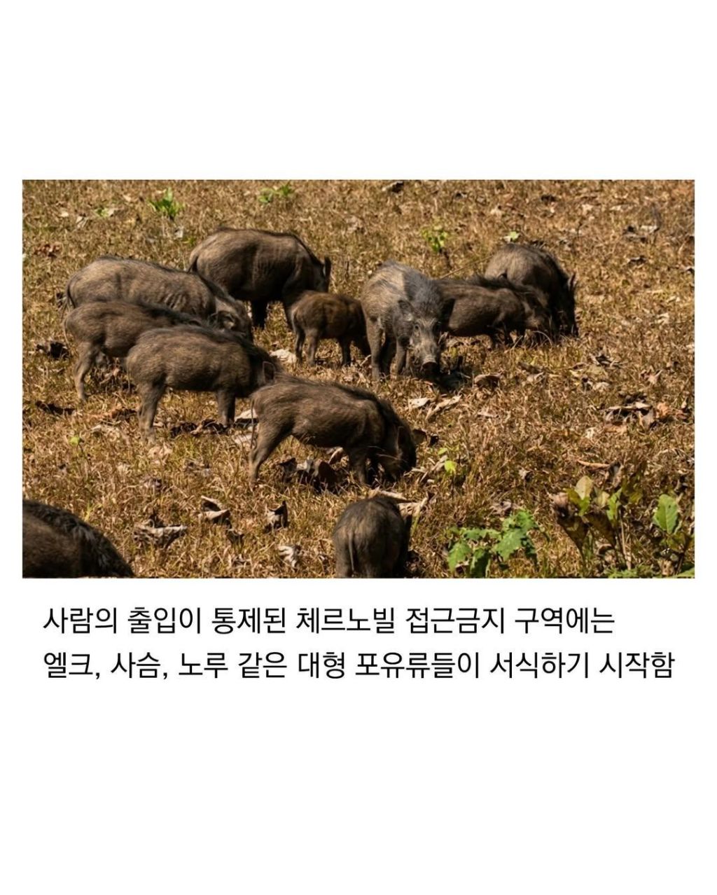 인류는 지구의 암이다 | 인스티즈