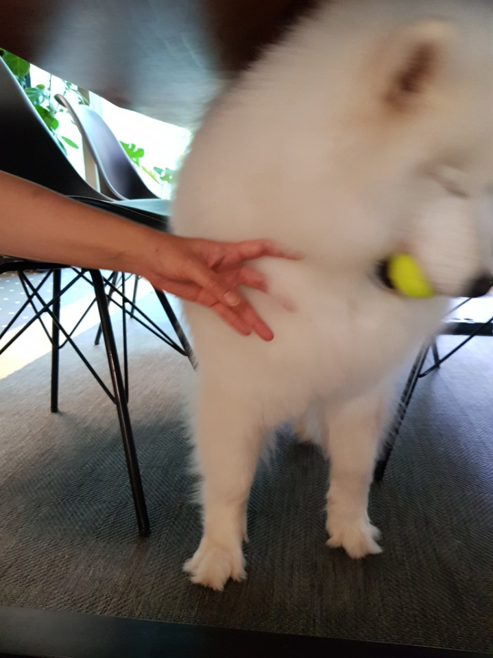 웹툰 극한견주 주인공 사모예드 댕댕이 솜이 사진들.jpg | 인스티즈