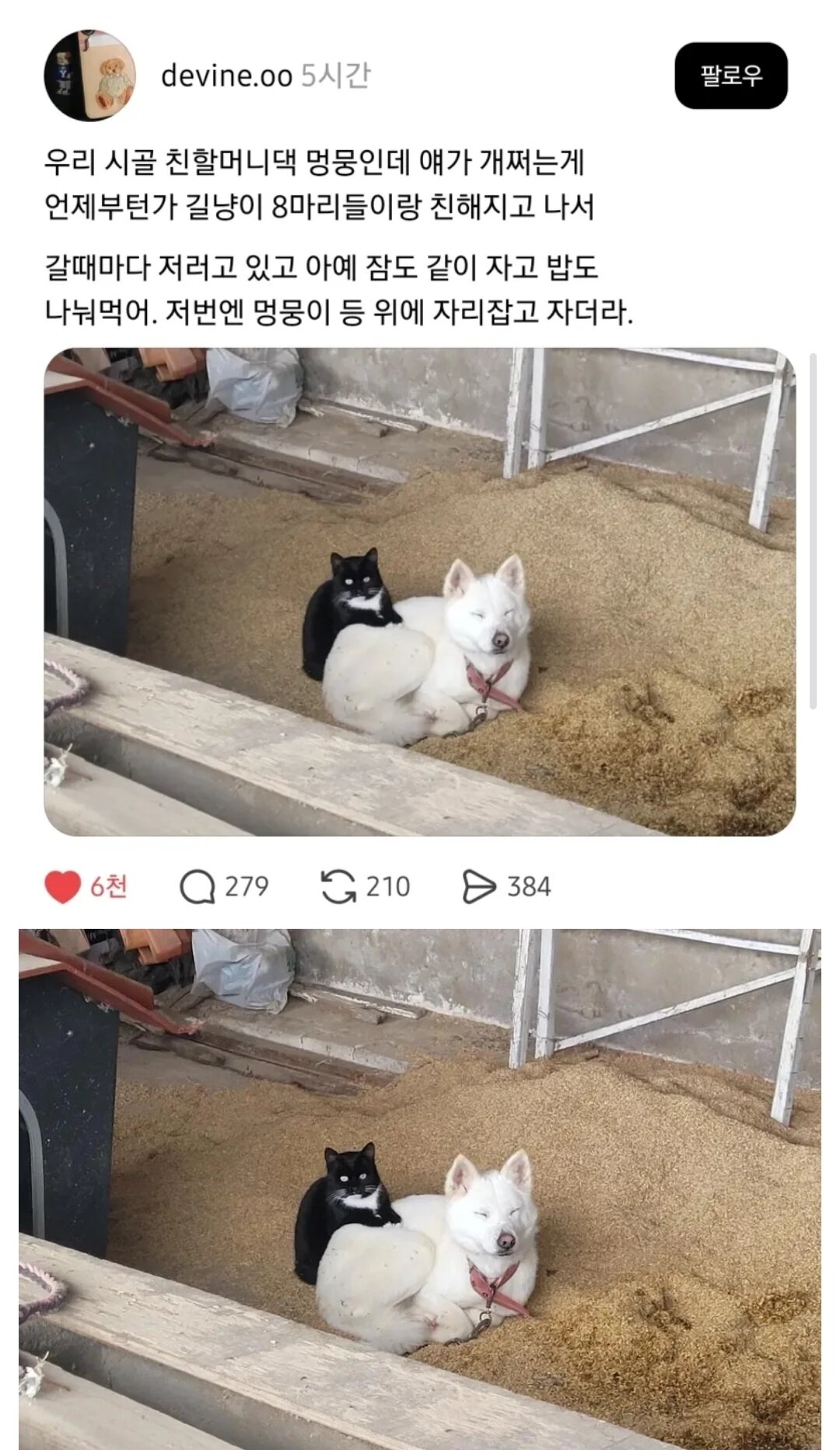 길냥이와 친해진 시골 댕댕이 | 인스티즈
