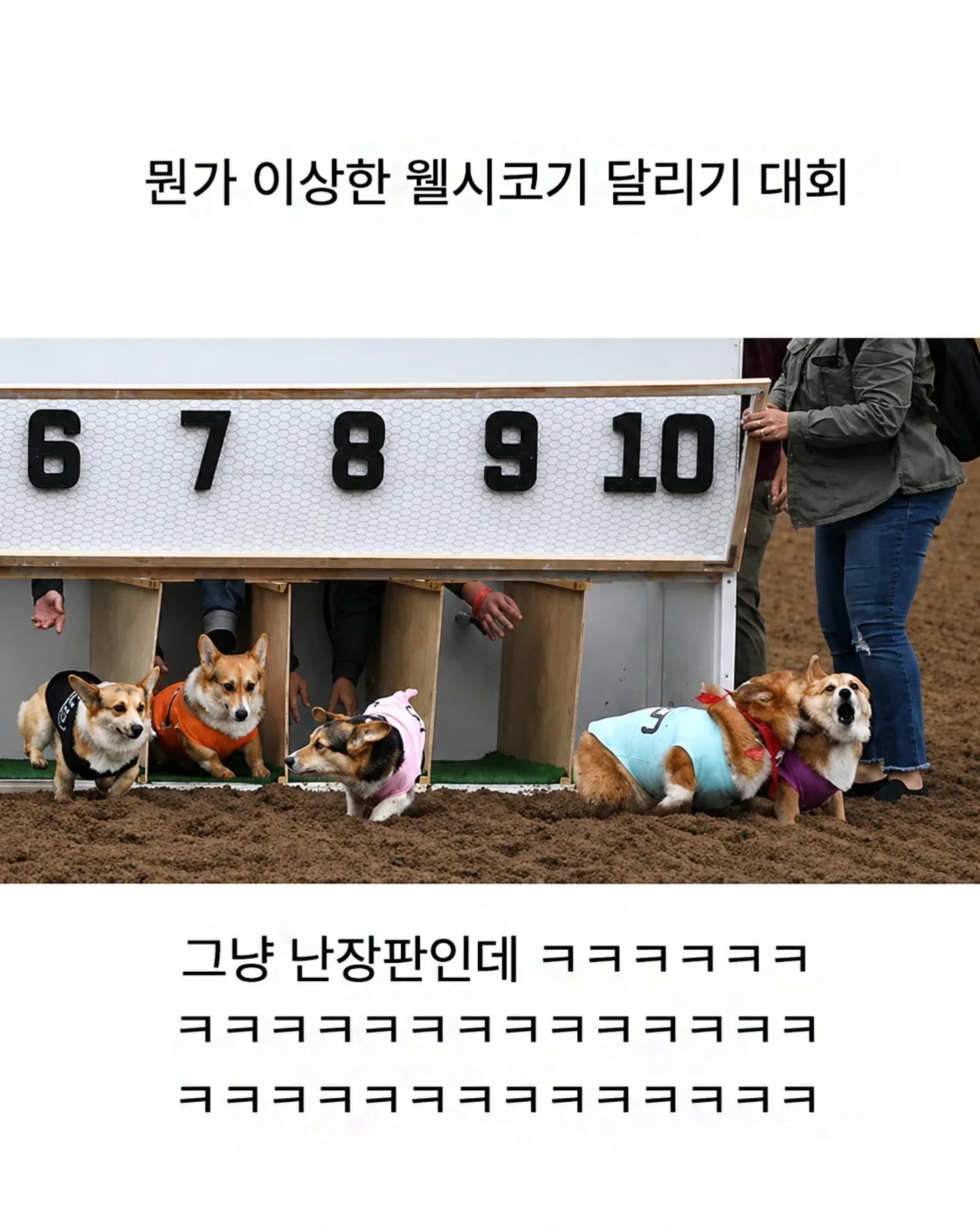 뭔가 이상한 웰시코기 달리기 대회 | 인스티즈