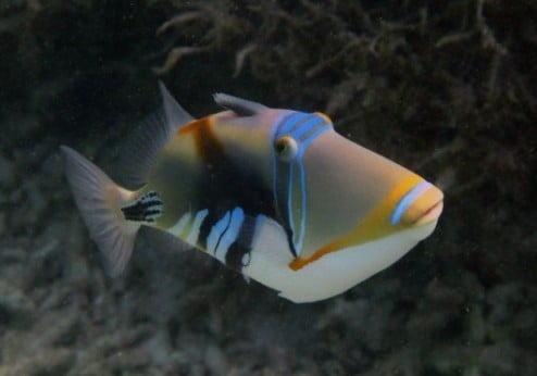 스노클링할때 조심하라는 물고기 🐟 🐠 🐡 | 인스티즈