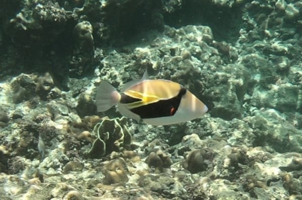 스노클링할때 조심하라는 물고기 🐟 🐠 🐡 | 인스티즈