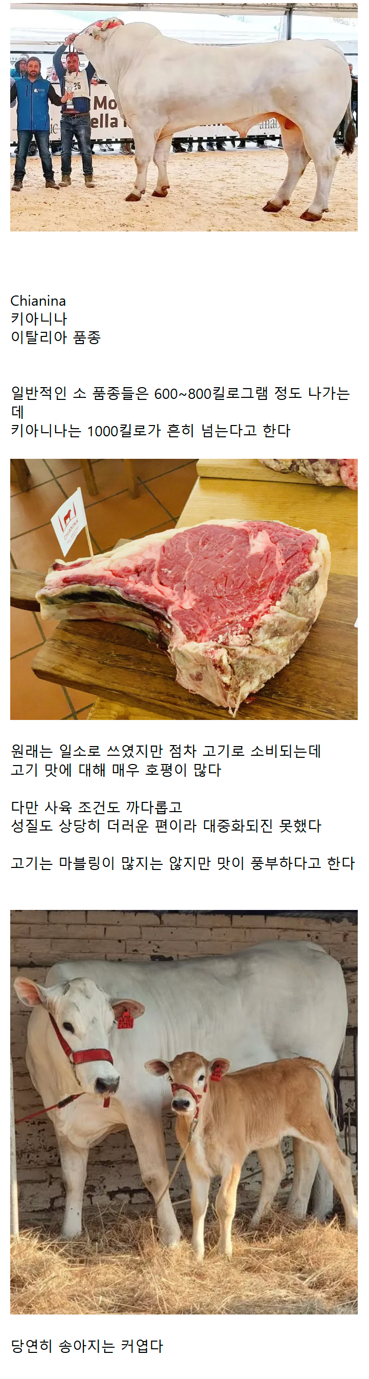 세계에서 제일 큰 소 품종 | 인스티즈