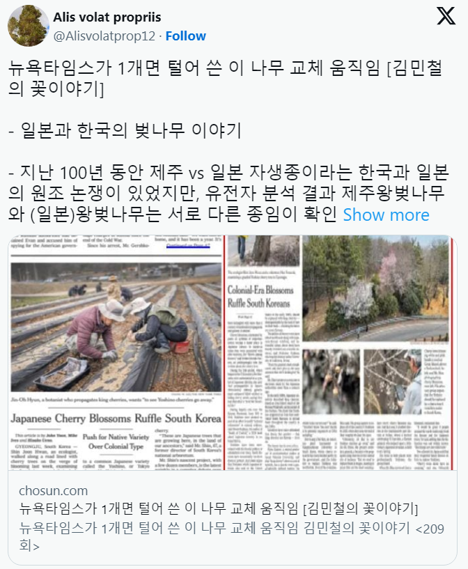 100년동안 이어진 한일간의 벚꽃 원조 논쟁의 결말: 제주왕벚나무와 왕벚나무(일본)은 다른 종임을 확인 | 인스티즈