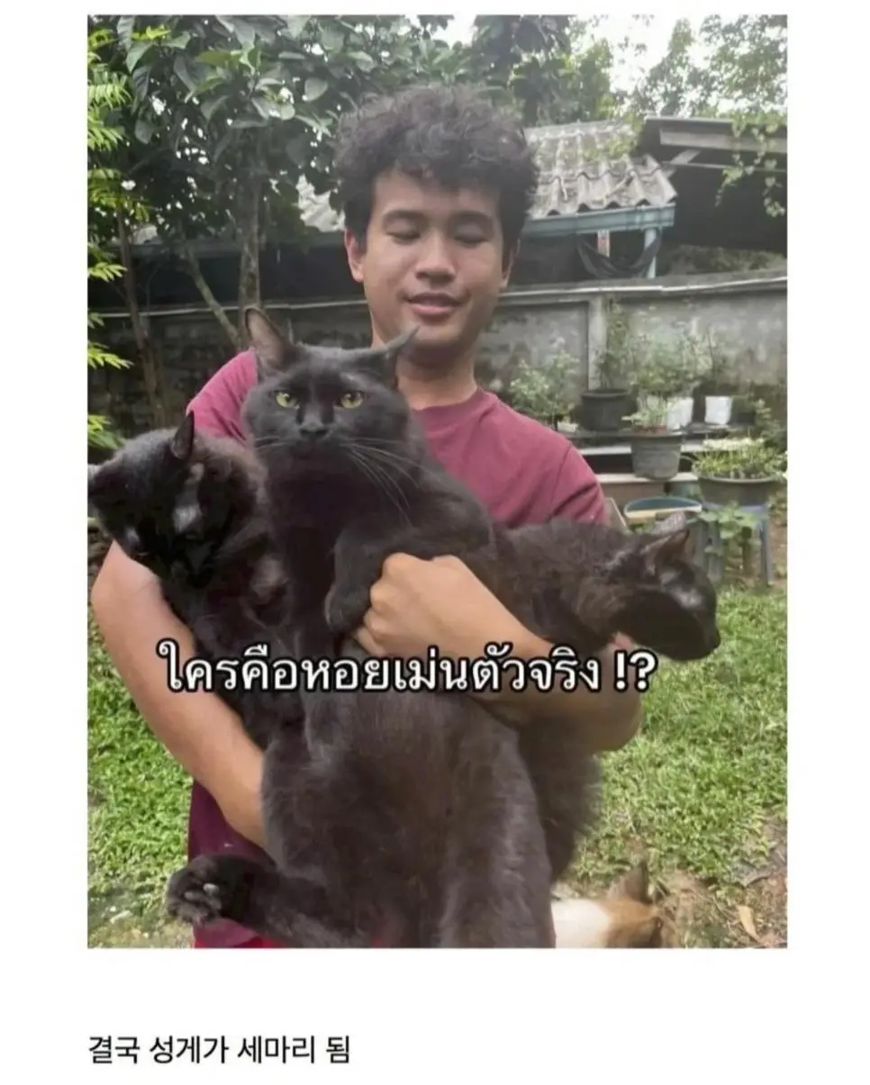 고양이를 잃어버렸는데 찾긴 찾았음 | 인스티즈