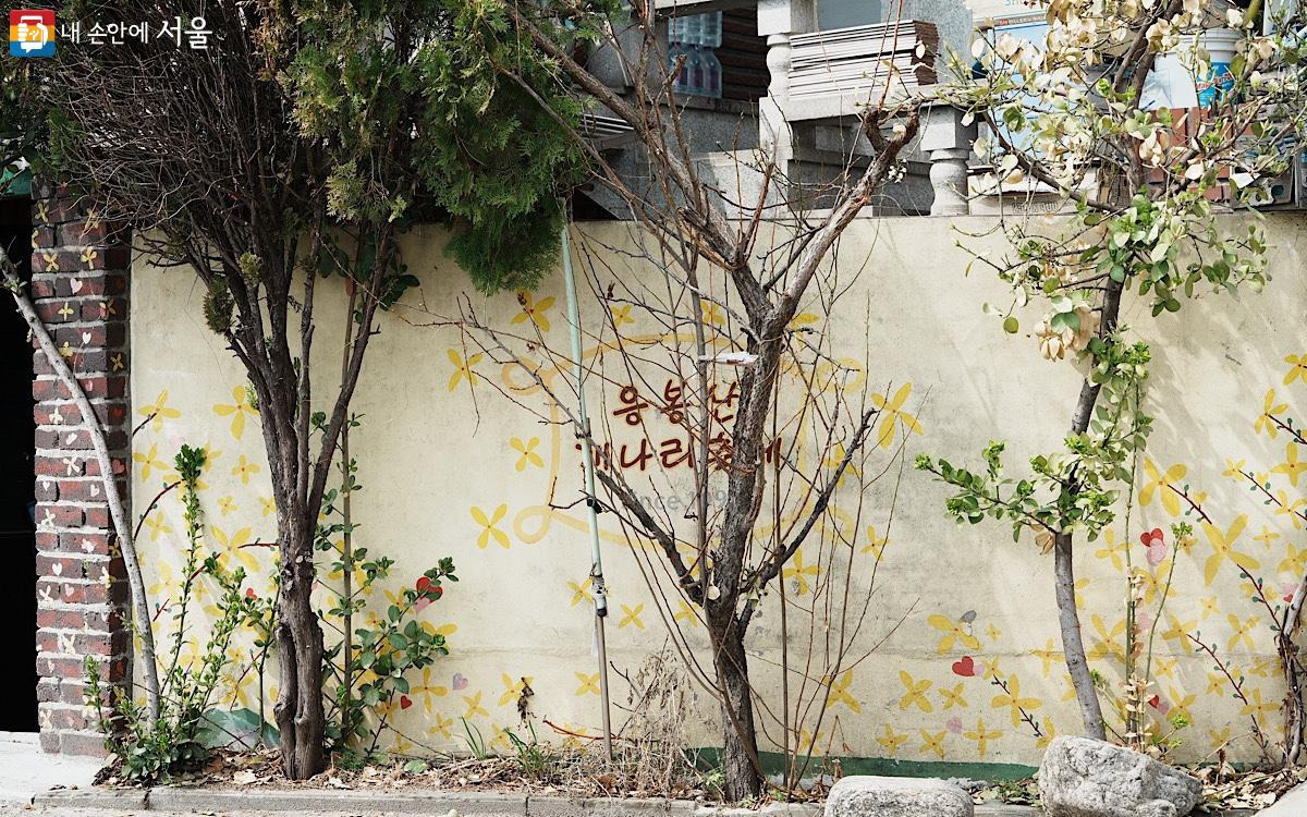 100년동안 이어진 한일간의 벚꽃 원조 논쟁의 결말: 제주왕벚나무와 왕벚나무(일본)은 다른 종임을 확인 | 인스티즈