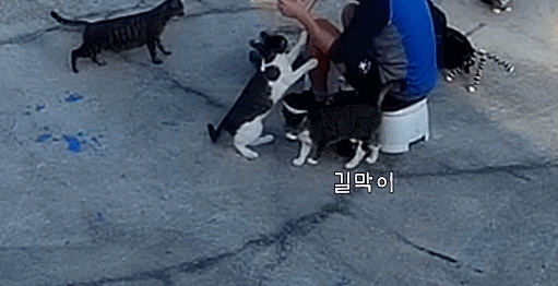 유난히 크다는 haha ha네 왕크왕귀 고양이 하야통 a.k.a.巨통 | 인스티즈