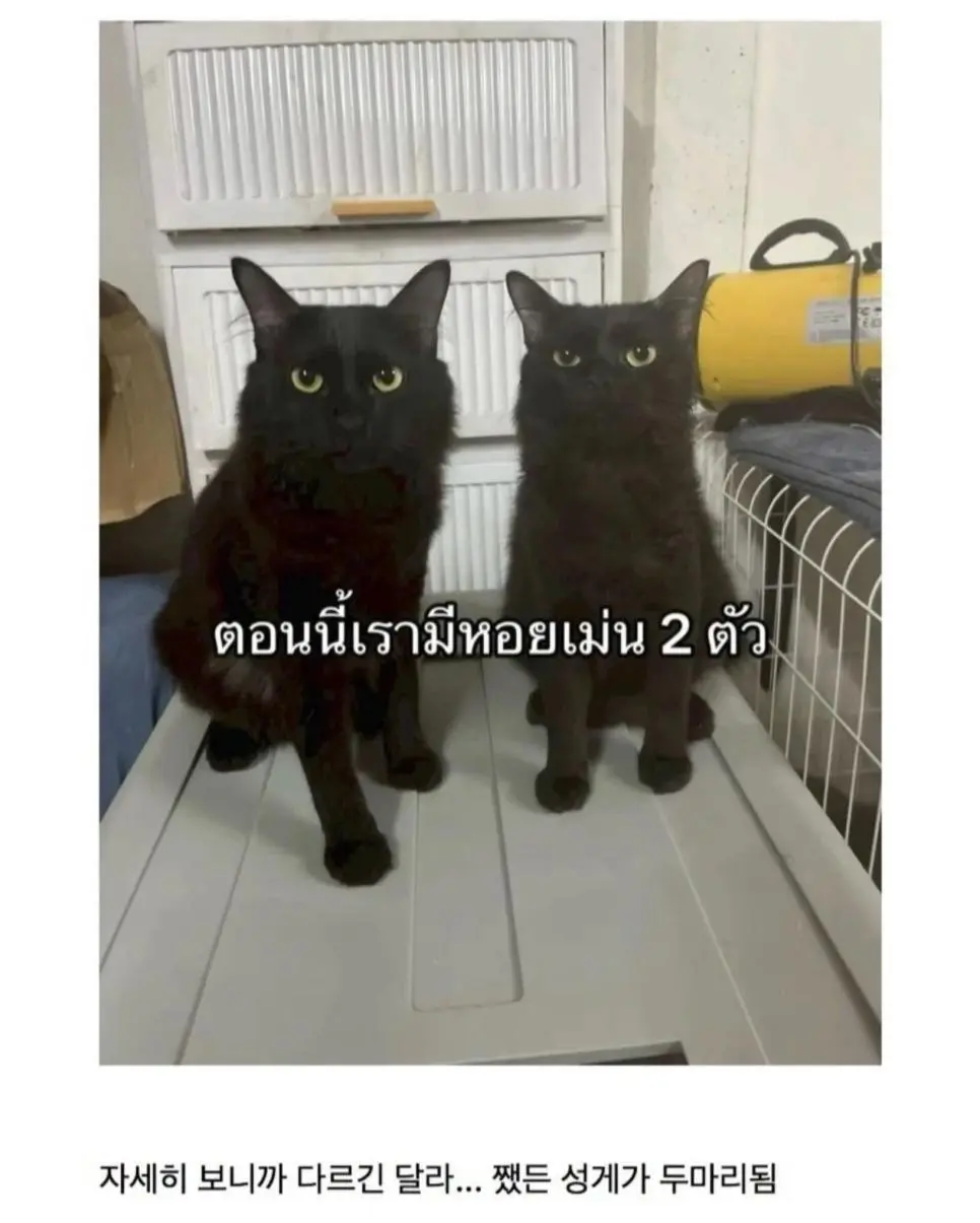 고양이를 잃어버렸는데 찾긴 찾았음 | 인스티즈