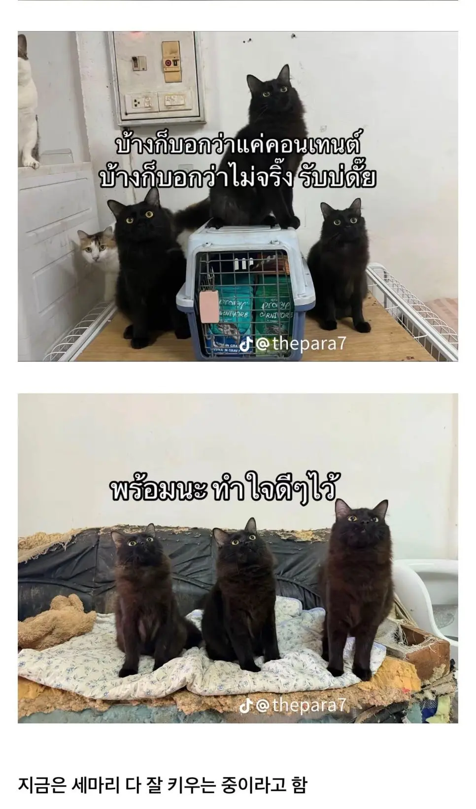 고양이를 잃어버렸는데 찾긴 찾았음 | 인스티즈