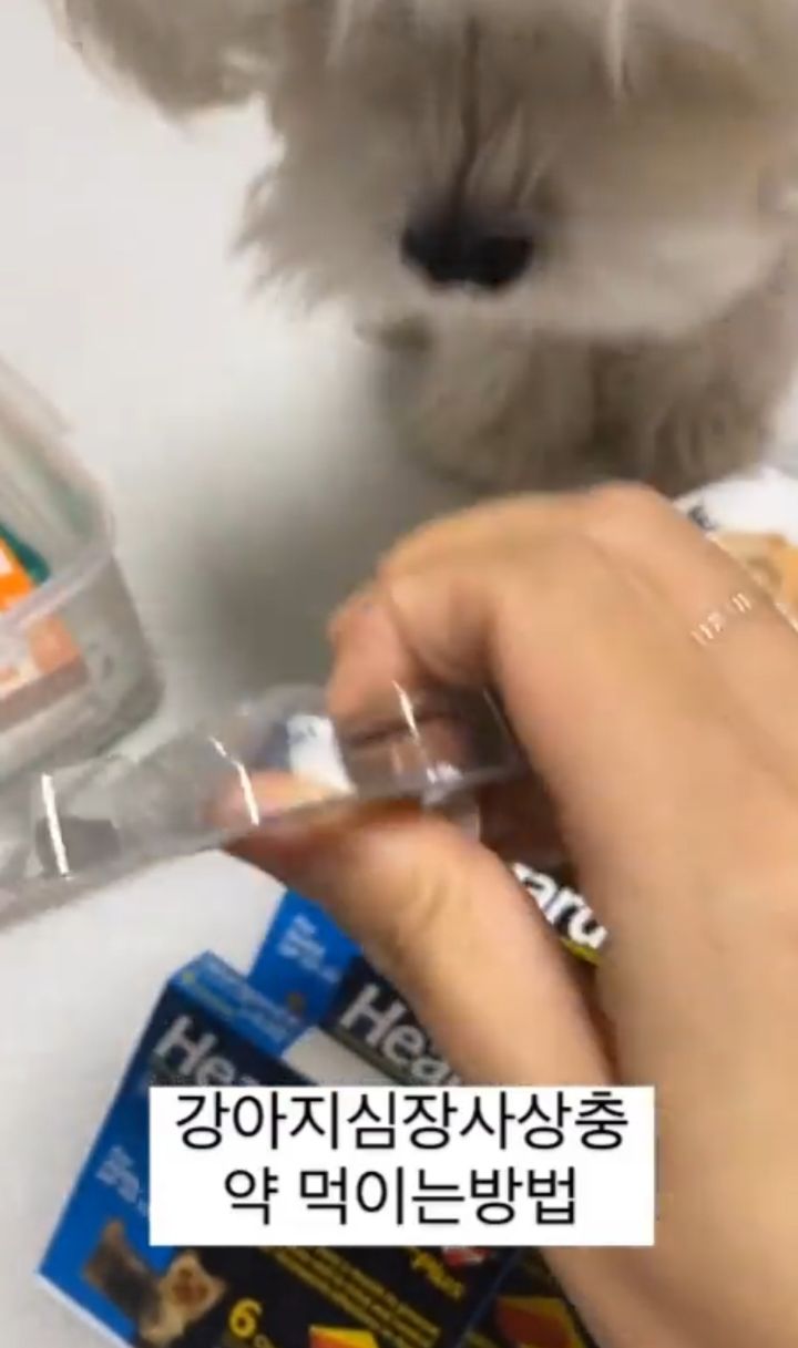 강아지 약 먹이는 방법.twt | 인스티즈