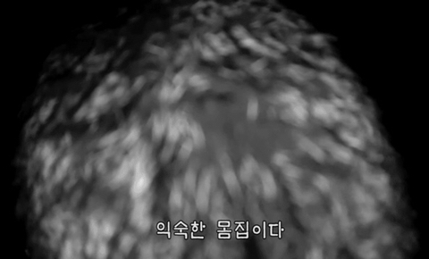 유난히 크다는 haha ha네 왕크왕귀 고양이 하야통 a.k.a.巨통 | 인스티즈