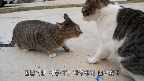 유난히 크다는 haha ha네 왕크왕귀 고양이 하야통 a.k.a.巨통 | 인스티즈