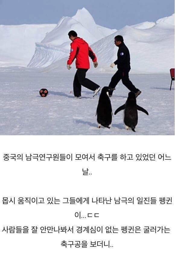 남극의 흔한 일진 jpg | 인스티즈