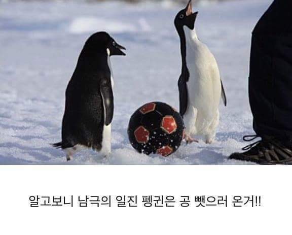 남극의 흔한 일진 jpg | 인스티즈