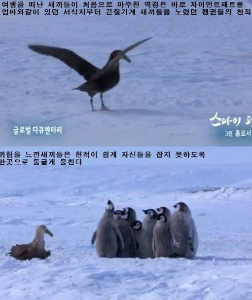 남극의 흔한 일진 jpg | 인스티즈