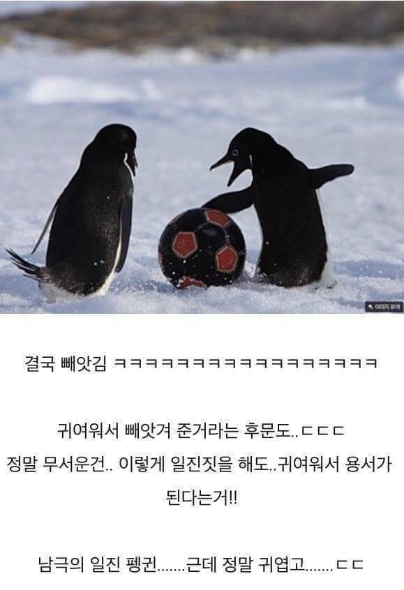 남극의 흔한 일진 jpg | 인스티즈