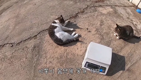 유난히 크다는 haha ha네 왕크왕귀 고양이 하야통 a.k.a.巨통 | 인스티즈