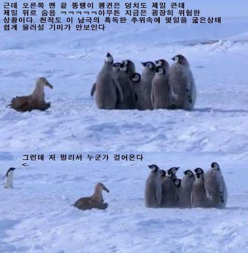 남극의 흔한 일진 jpg | 인스티즈