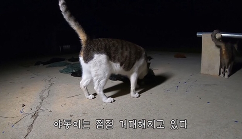 유난히 크다는 haha ha네 왕크왕귀 고양이 하야통 a.k.a.巨통 | 인스티즈